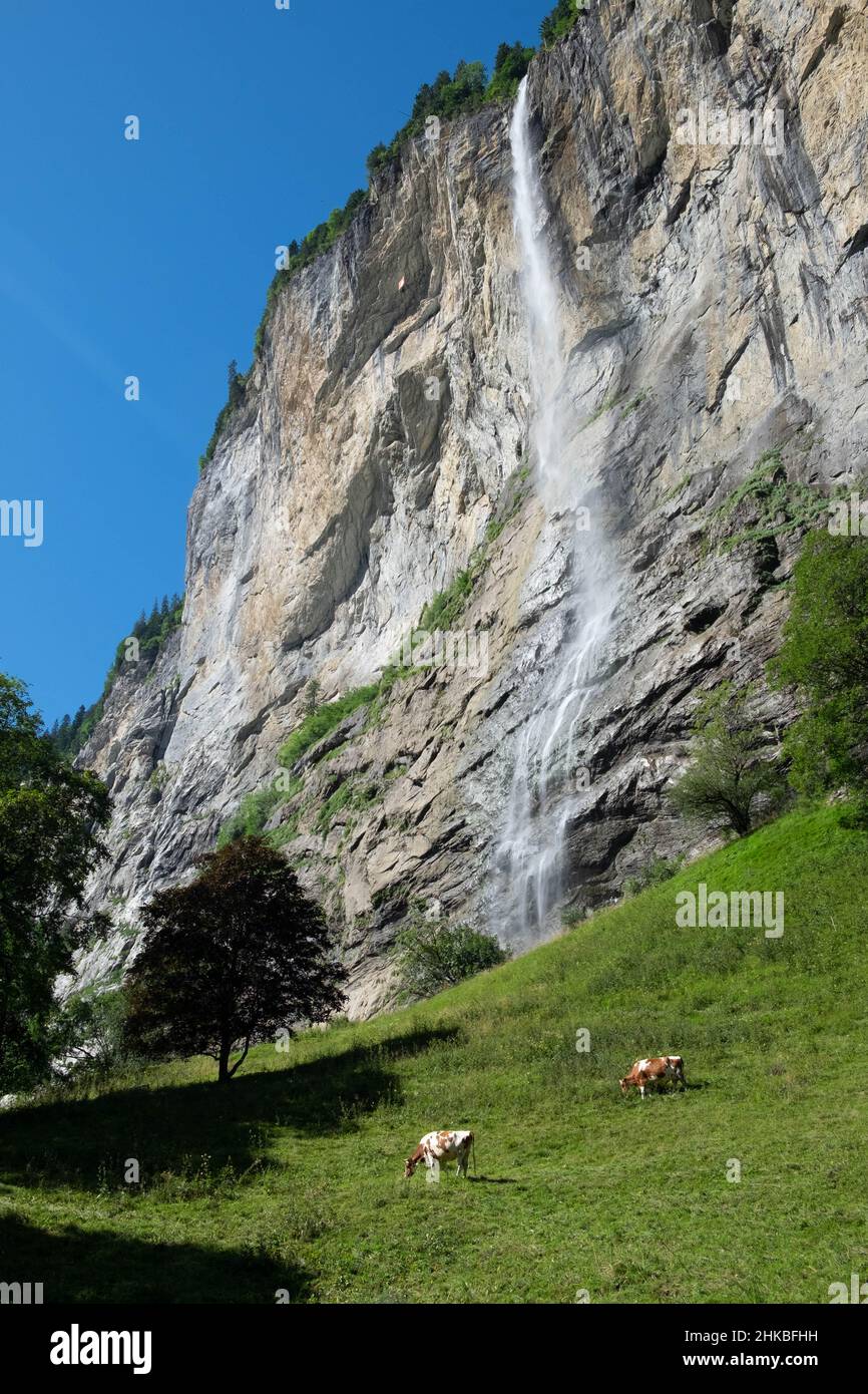 Kühe vor den Staubbachfällen, Lauterbrunnen, Schweiz Stockfoto