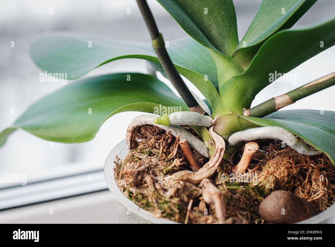 Orchidee, die neue Wurzel wächst, Phalaenopsis Orchideen kultiviert als Zimmerpflanzen Stockfoto