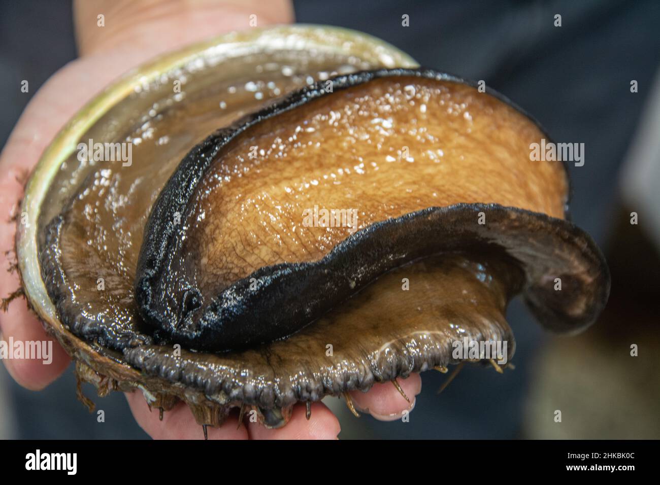 Der schwarze Lippenabalone, Haliotis rubra, eine australische Art großer, essbarer Meeresschnecke, einer Meeresschnecke aus der Familie Haliotidae Stockfoto