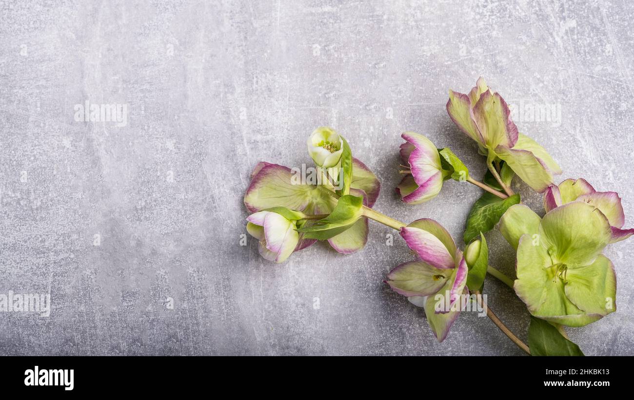 Frühlingshafte Hellebore-Blüten (fastenrose), floral flach liegend femininer Hintergrund. Ostern und Frühling Grußkarte. Frauentagskonzept. Frühlingsverbot Stockfoto