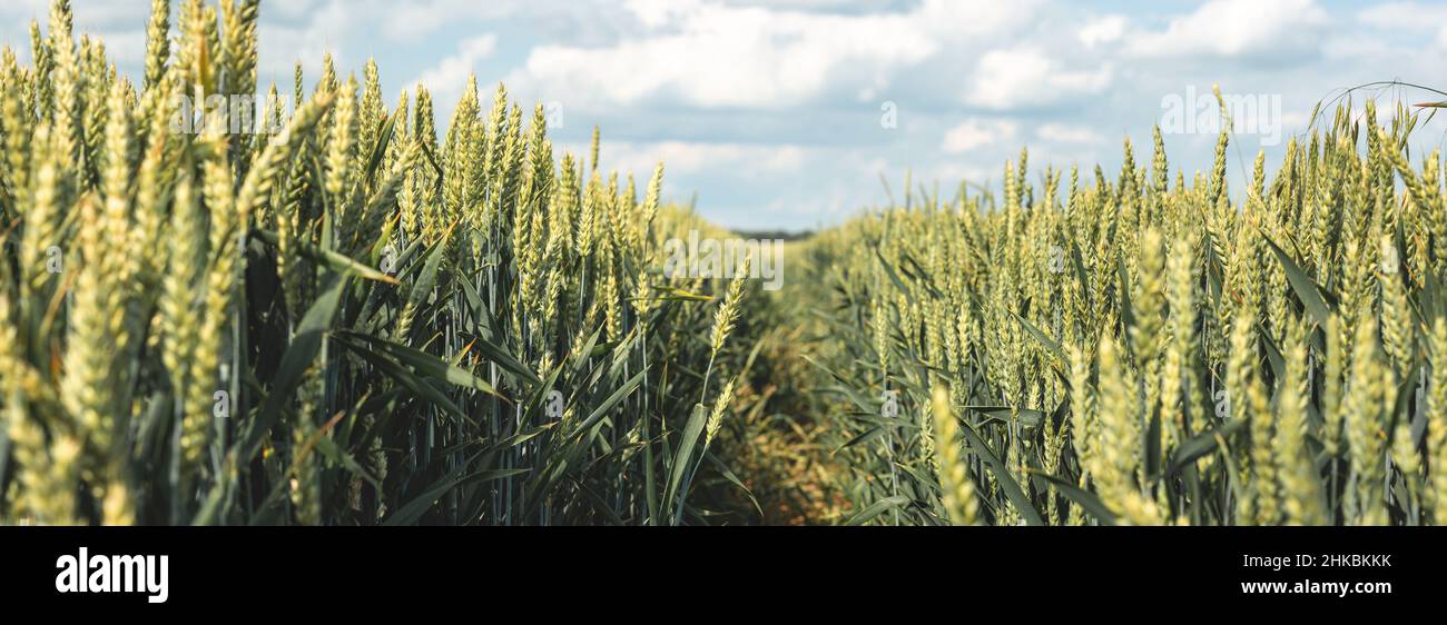 Grünes Weizenfeld und ländliche Landschaft Stockfoto