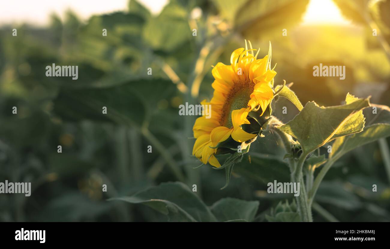 Blühende Sonnenblume in einem landwirtschaftlichen Feld. Gelbe Sonnenblume auf einem Hintergrund von grünem Laub und Sonne Stockfoto
