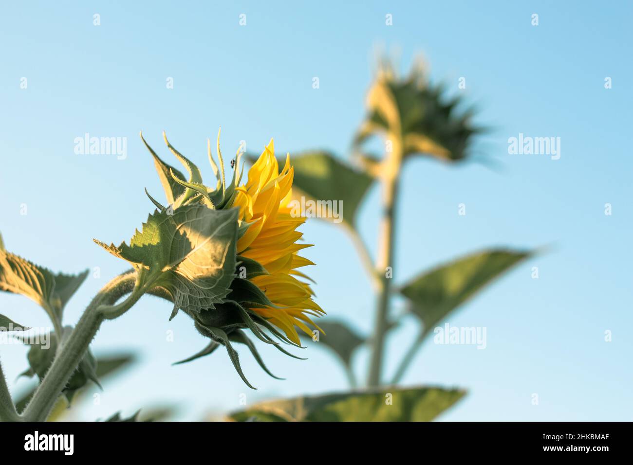 Blühende Sonnenblume in einem landwirtschaftlichen Feld. Gelbe Sonnenblume auf einem Hintergrund von grünem Laub und Sonne Stockfoto