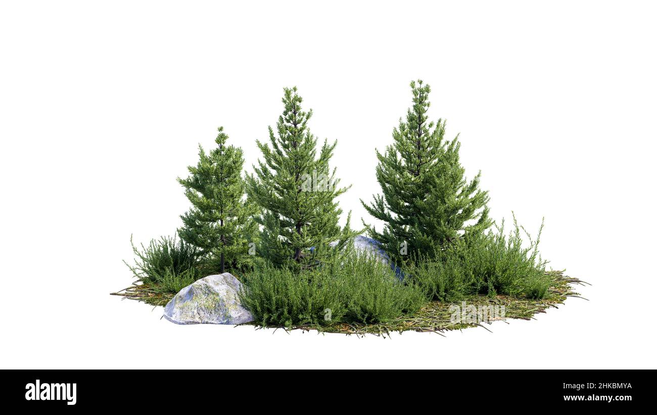 Ausgeschnittene Bäume. Gartendesign isoliert auf weißem Hintergrund. Dekorativer Strauch für den Landschaftsbau. Für die Komposition ist eine Begrenzungsmaske verfügbar. Stockfoto