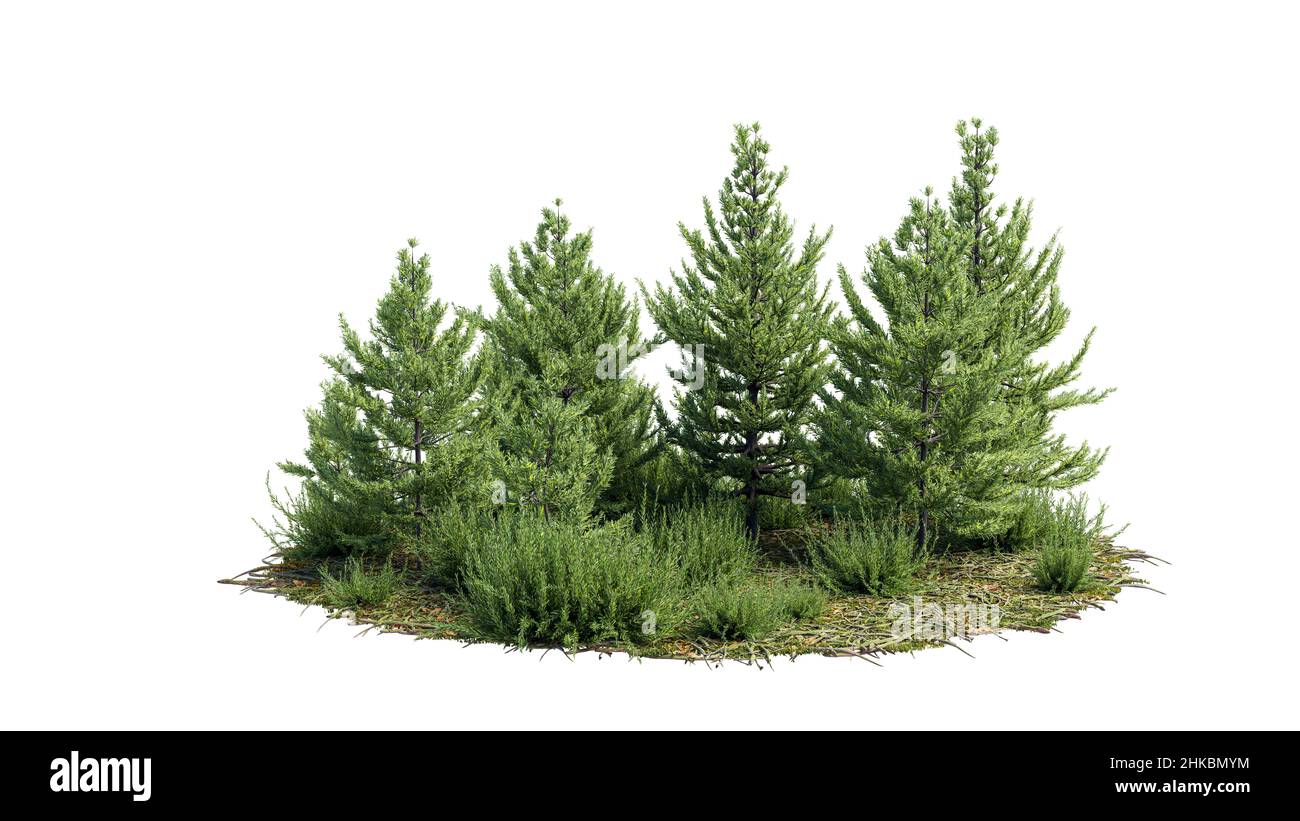 Ausgeschnittene Bäume. Gartendesign isoliert auf weißem Hintergrund. Dekorativer Strauch für den Landschaftsbau. Für die Komposition ist eine Begrenzungsmaske verfügbar. Stockfoto