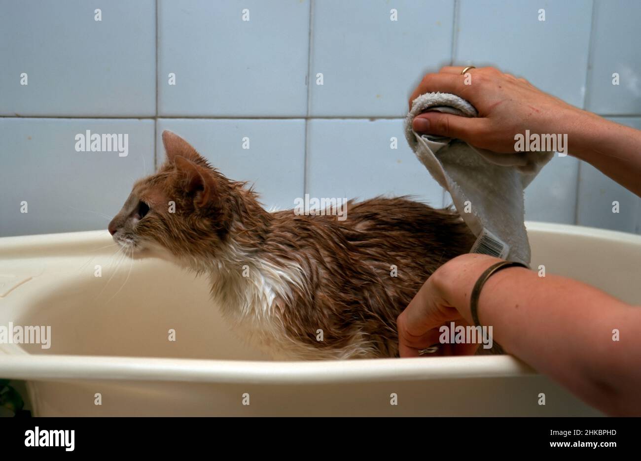 Die Katze wird in einer normalen Badewanne gebadet. Stockfoto