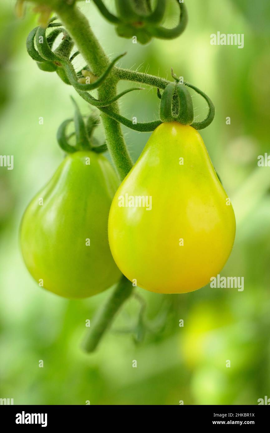 Solunum lycopersicum 'Yellow Pear' Tomaten reifen auf der Rebe. VEREINIGTES KÖNIGREICH Stockfoto