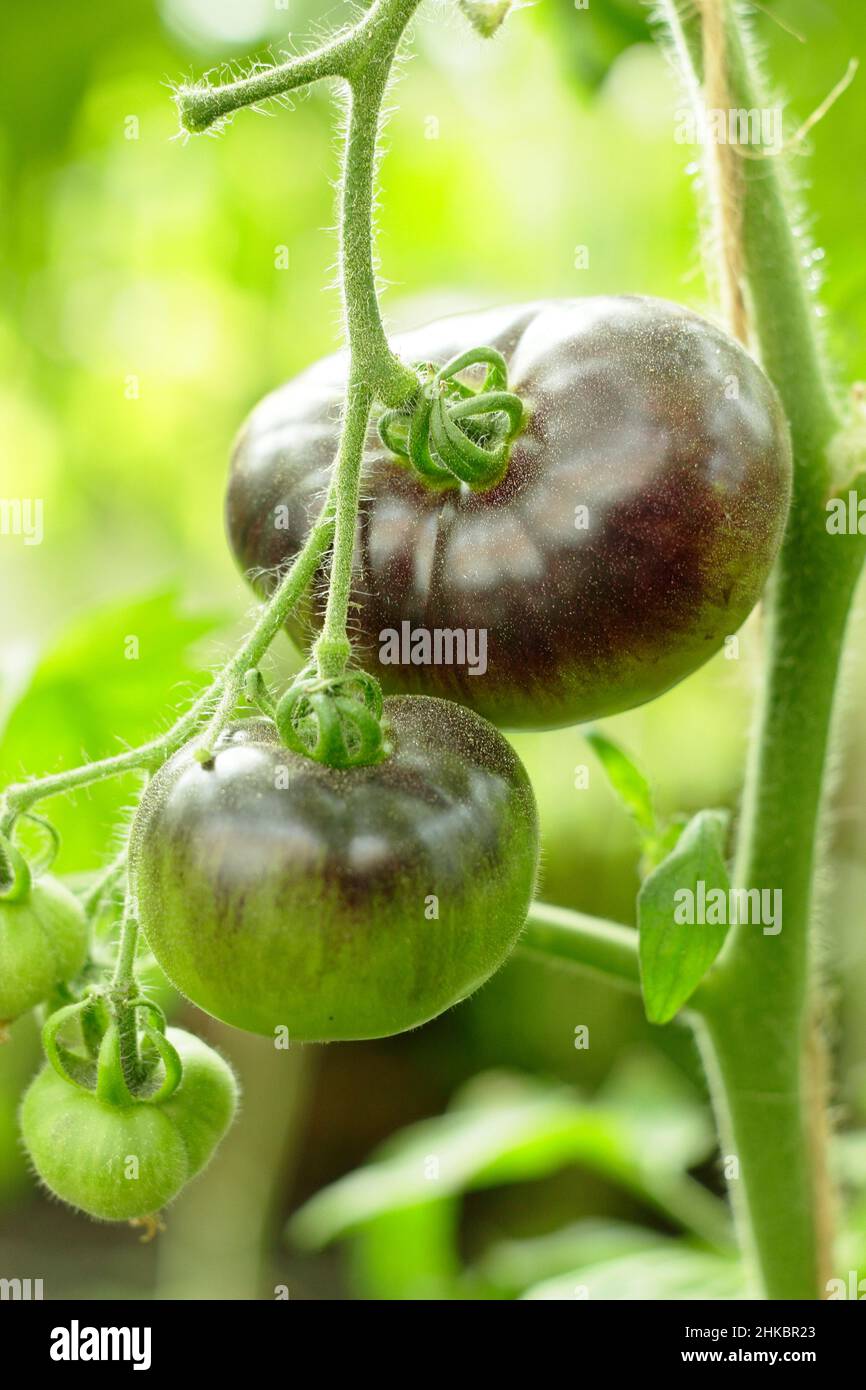 Tomate 'Blue Bayou' reift auf der Rebe. Solanum lycopersicum. VEREINIGTES KÖNIGREICH Stockfoto