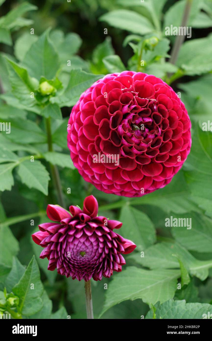 Dahlia 'Amy Cave', kleine Kugel dunkelviolett-rote Dahlia Blume.UK Stockfoto