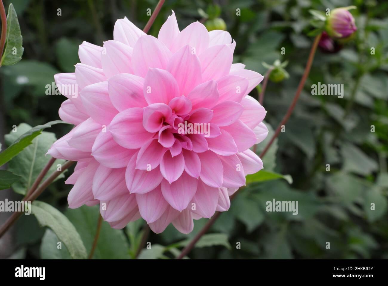 Dahlia Perle von Heemstede, kleine Seerose Dahlia mit silbrig rosa Färbung. VEREINIGTES KÖNIGREICH Stockfoto