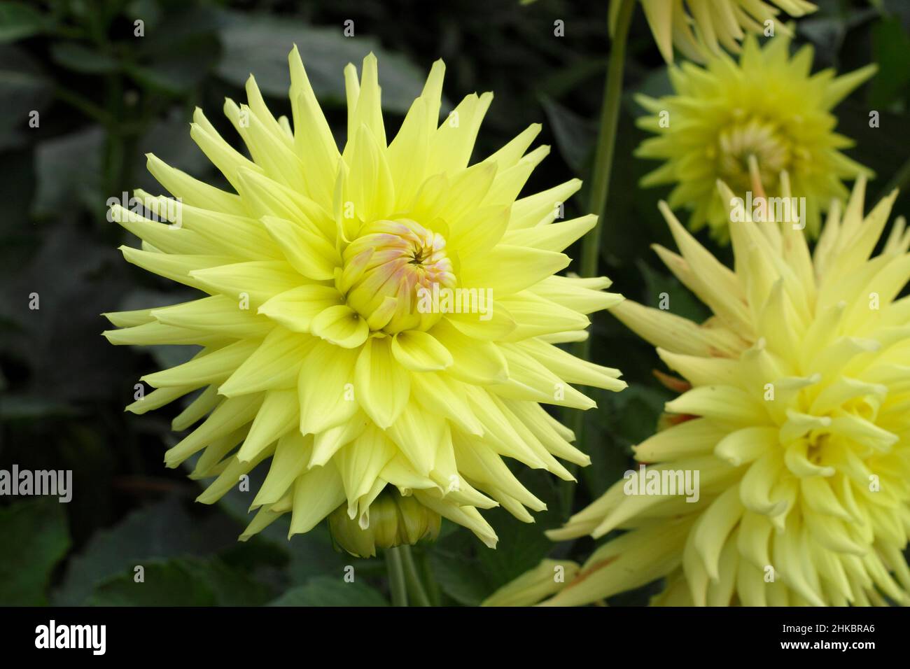 Dahlia Ryecroft Helen, mittelgrosse Dahlia-Kaktusblüte. VEREINIGTES KÖNIGREICH Stockfoto