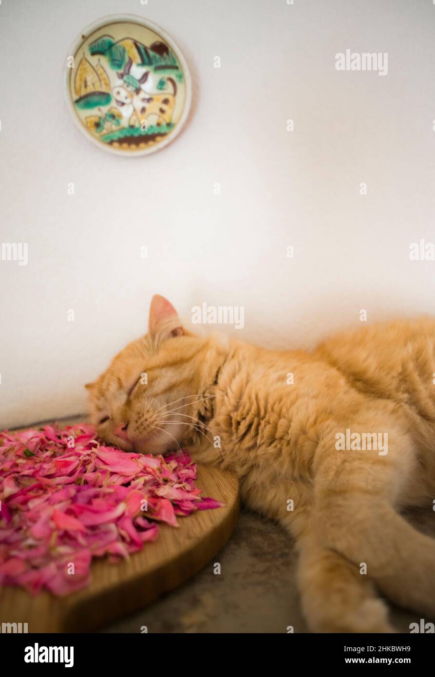 Eine flauschige rote Katze, die eine Art Aroma-Therapie hat und auf Rosenblättern schläft Stockfoto