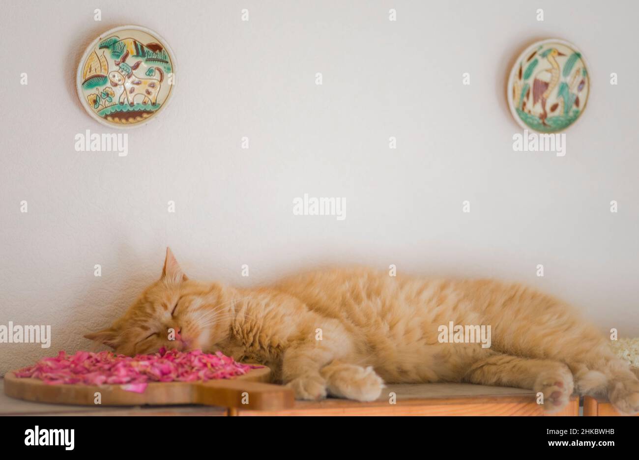 Eine flauschige rote Katze, die eine Art Aroma-Therapie hat und auf Rosenblättern schläft Stockfoto