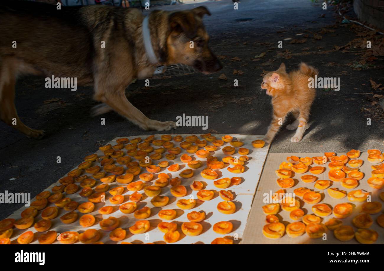 Ein rotes flauschiges Kätzchen und ein Hund spielen in der Nähe der trocknenden Aprikosen Stockfoto