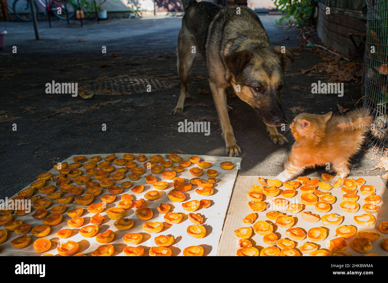 Ein rotes flauschiges Kätzchen und ein Hund spielen in der Nähe der trocknenden Aprikosen Stockfoto