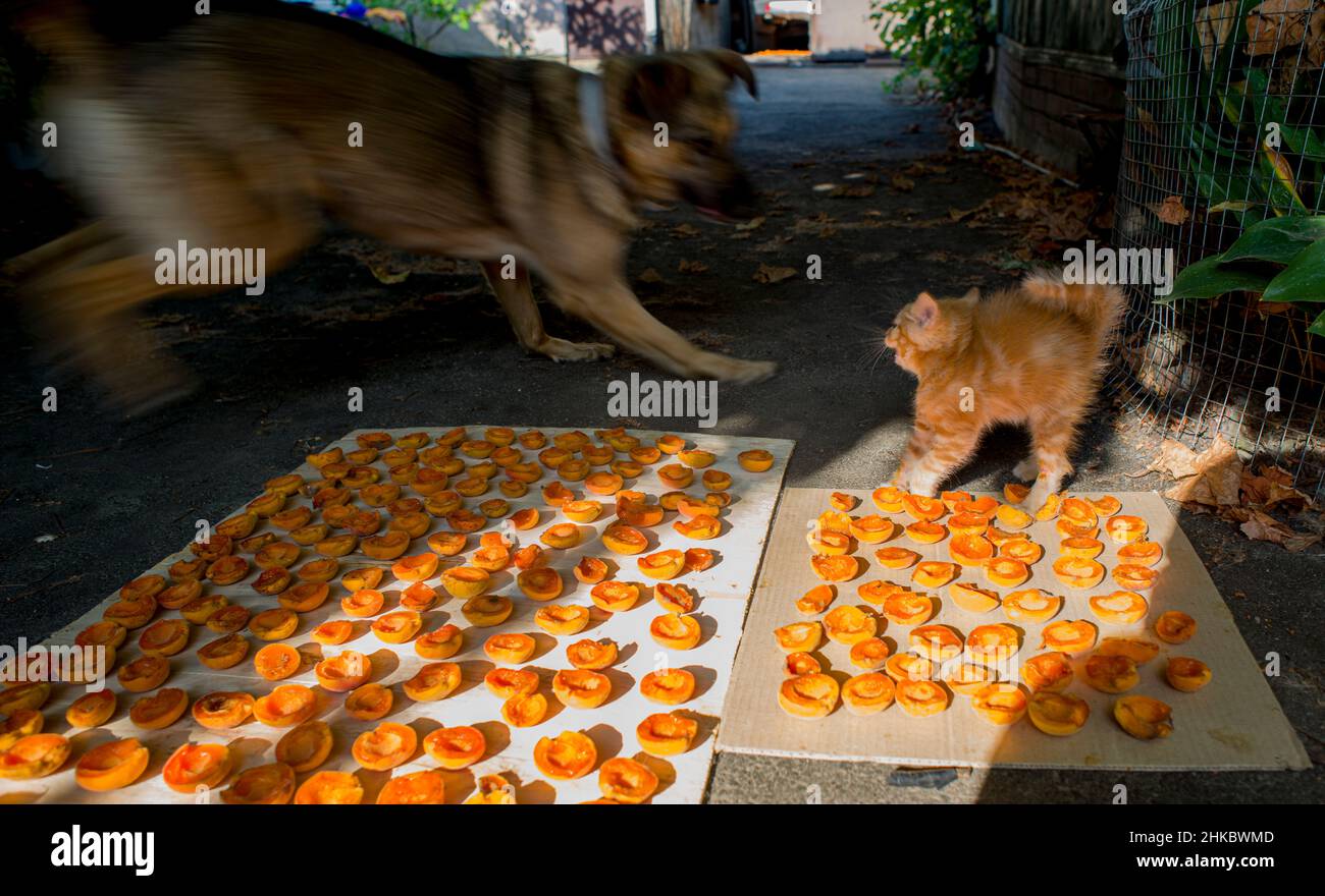 Ein rotes flauschiges Kätzchen und ein Hund spielen in der Nähe der trocknenden Aprikosen Stockfoto