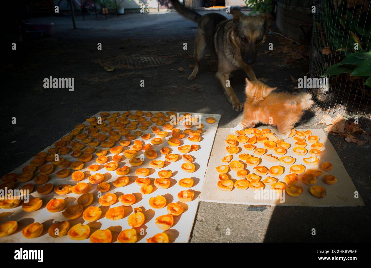 Ein rotes flauschiges Kätzchen und ein Hund spielen in der Nähe der trocknenden Aprikosen Stockfoto