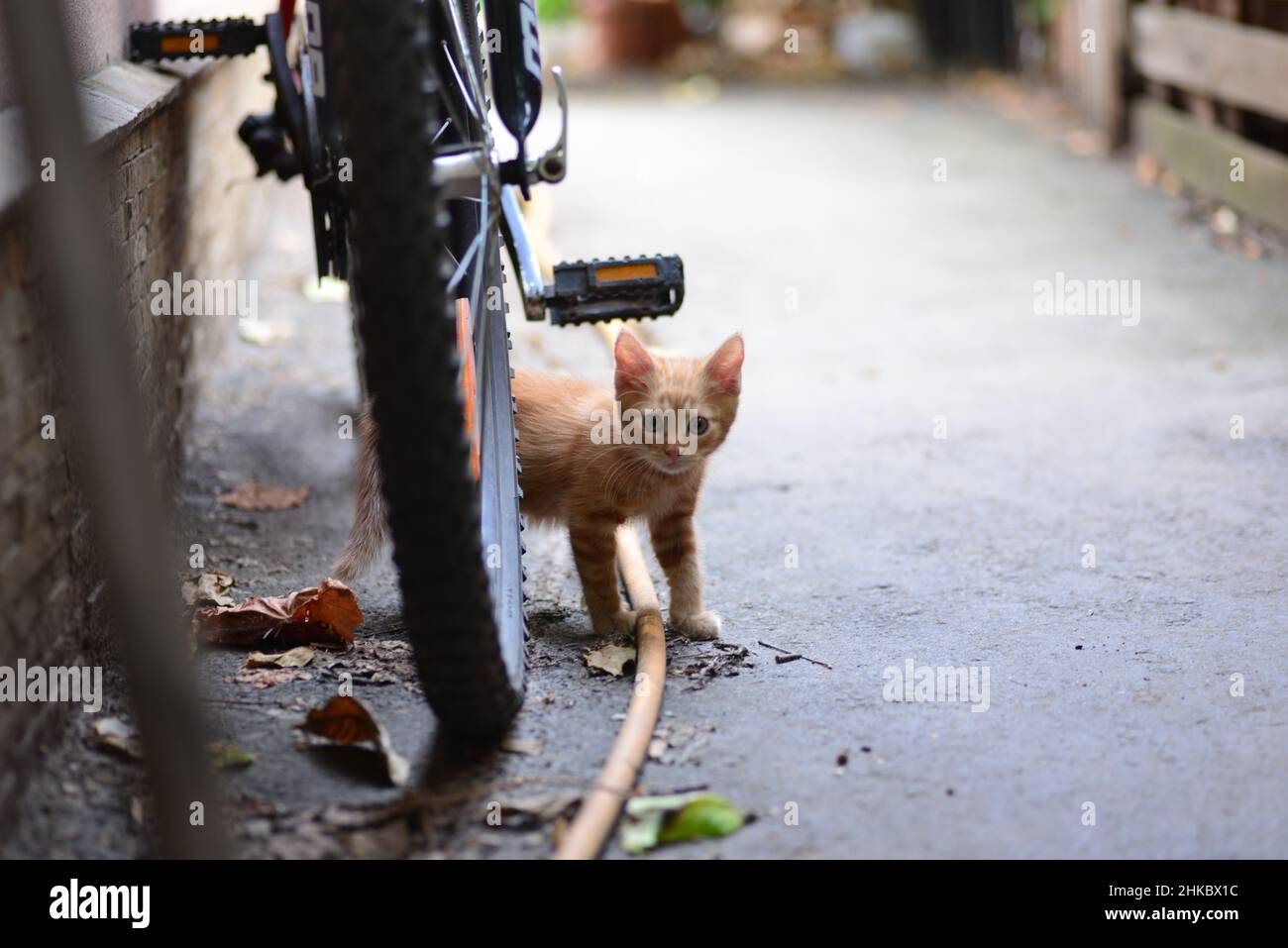 Ein rotes Kätzchen, das in der Nähe eines Fahrrads spielt Stockfoto