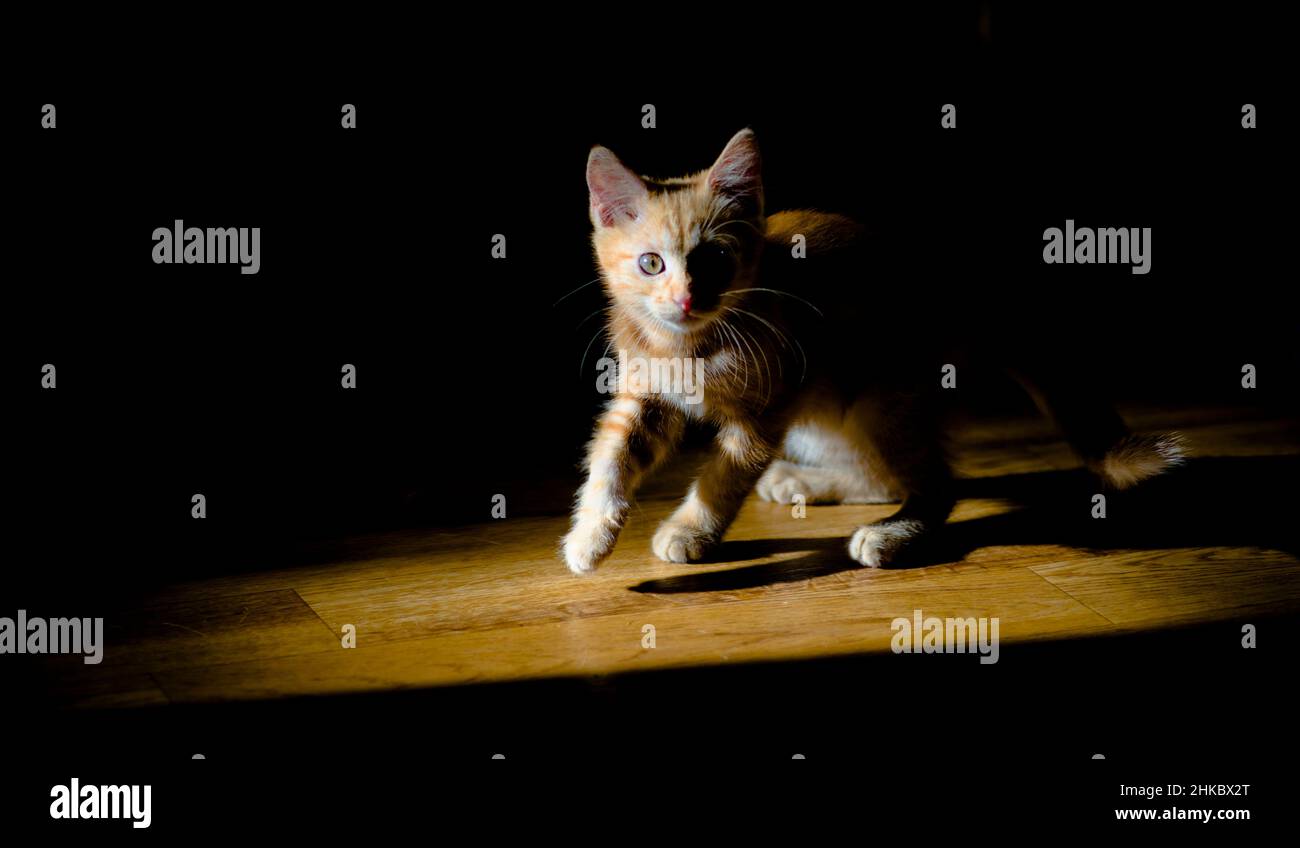 Ein rotes flauschiges Kätzchen, das in kontrastreicher Sonneneinstrahlung spielt Stockfoto