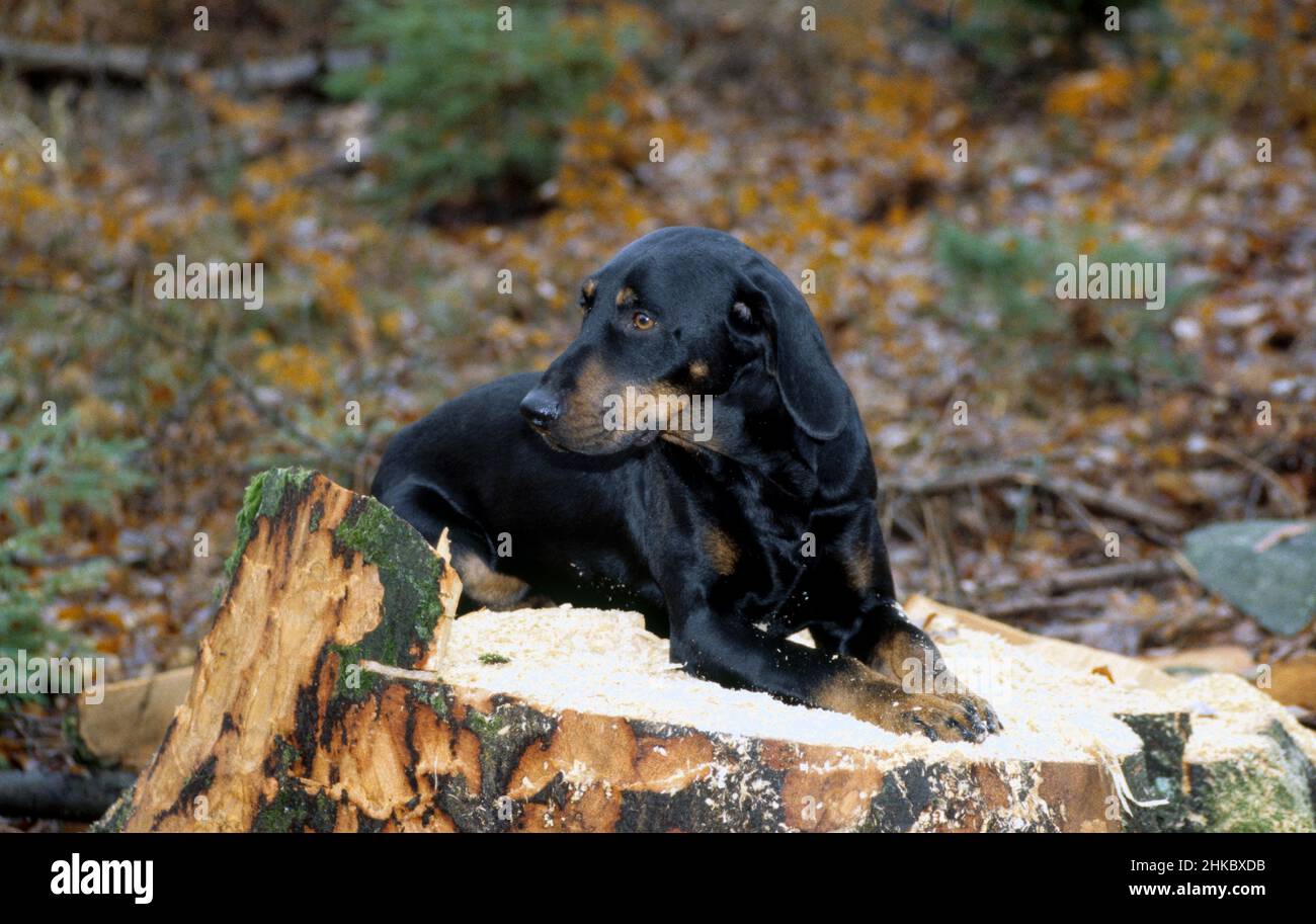 Österreichische Brandlbrache auf Baumstumpf im Wald. Stockfoto