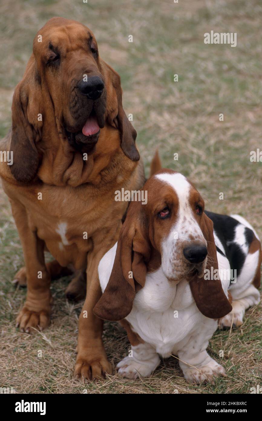 St.-Hubert-Hund (links) und Basset-Hund (rechts) auf der Dieppe Dog Show, Show am 24/25. Juli 1999 organisiert von Societe Canine de Normandie. Stockfoto