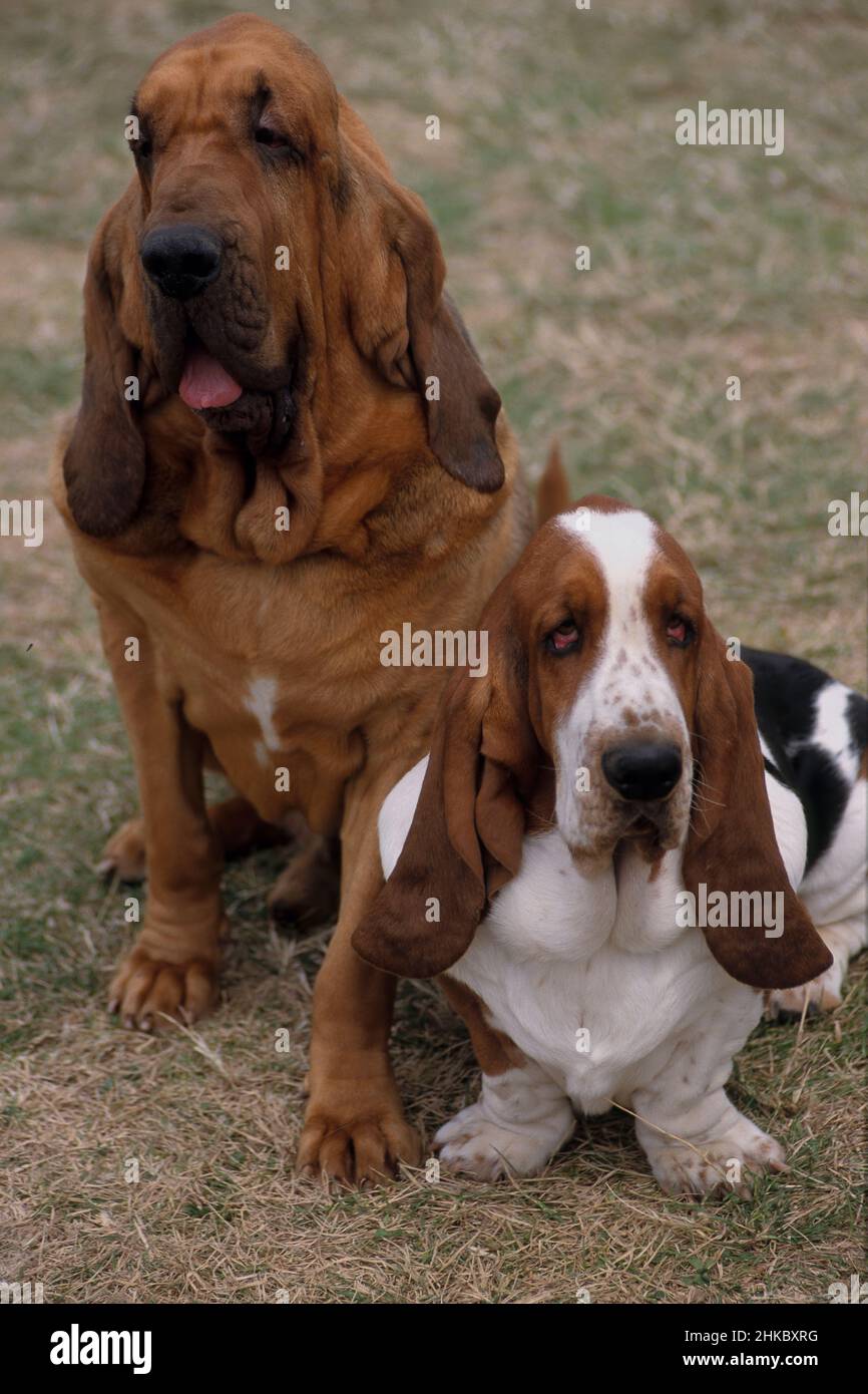 St.-Hubert-Hund (links) und Basset-Hund (rechts) auf der Dieppe Dog Show, Show am 24/25. Juli 1999 organisiert von Societe Canine de Normandie. Stockfoto