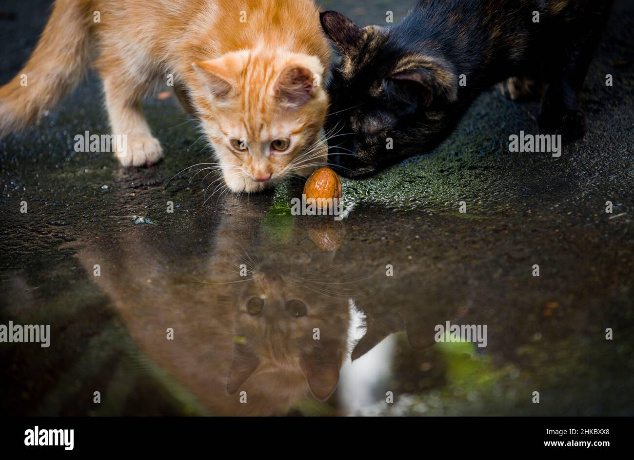 Katzen nuss -Fotos und -Bildmaterial in hoher Auflösung – Alamy