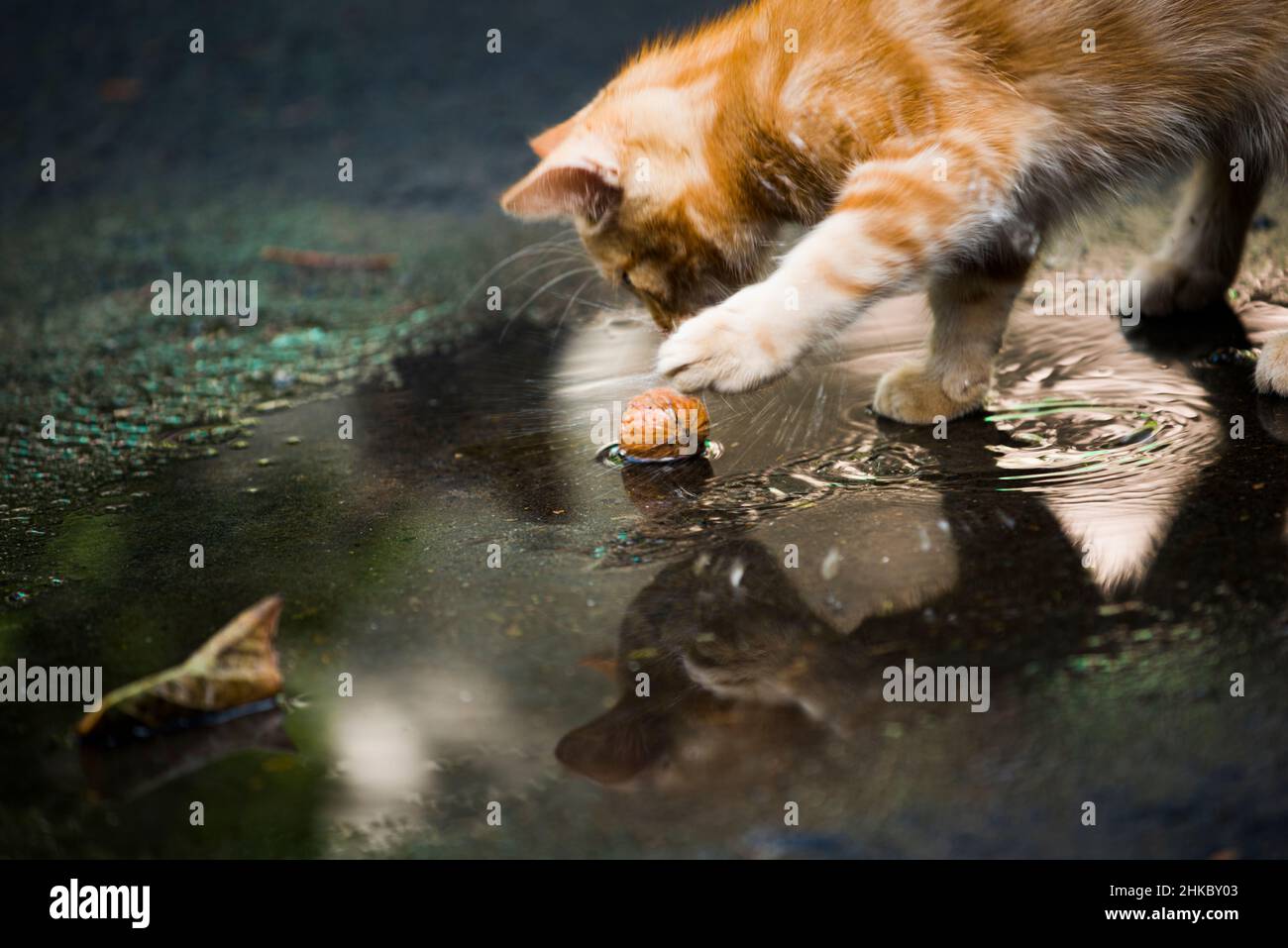 Rotes Kätzchen, das in der Nähe der Pfütze mit einer Walnuss spielt Stockfoto