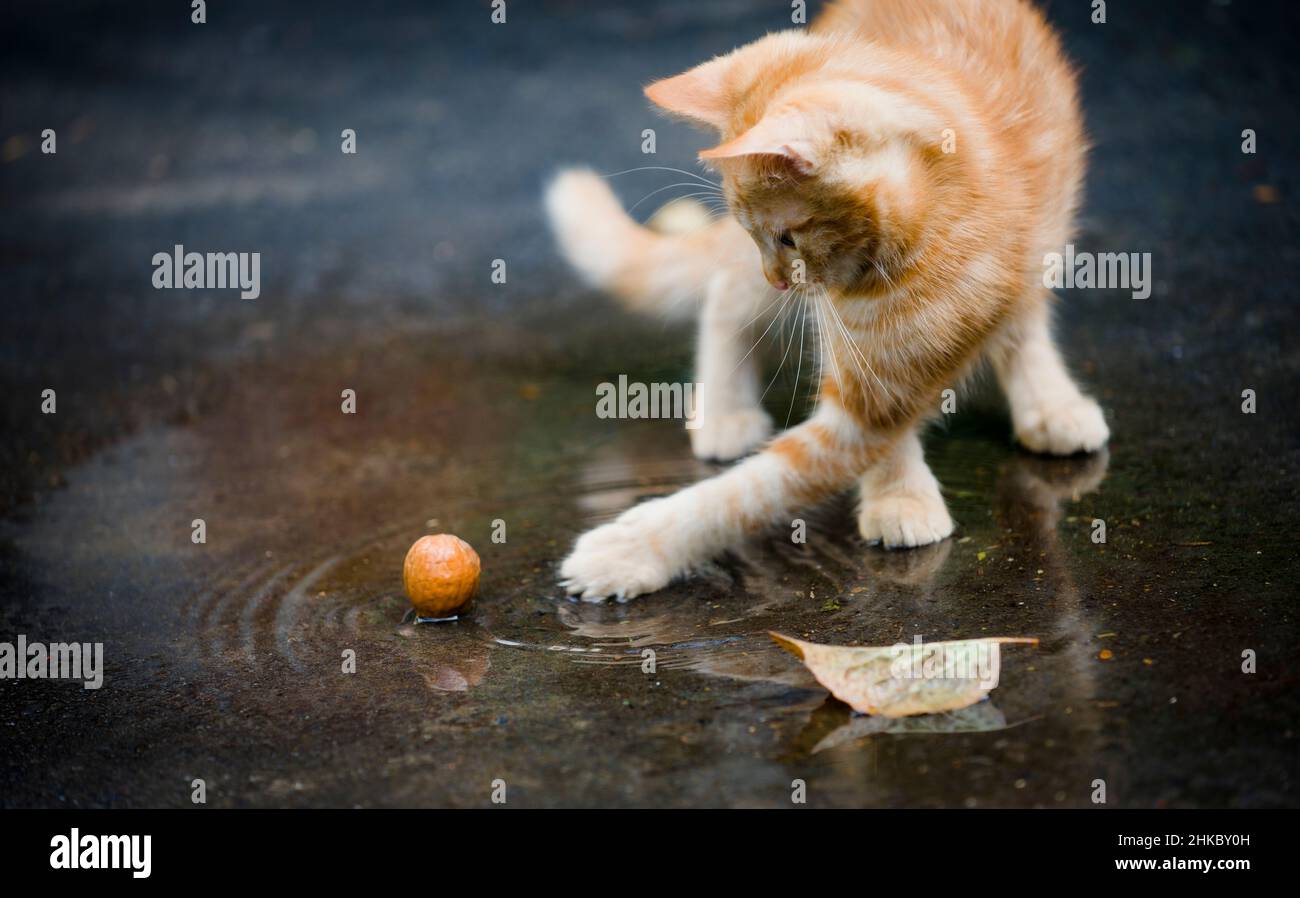 Rotes Kätzchen, das in der Nähe der Pfütze mit einer Walnuss spielt Stockfoto