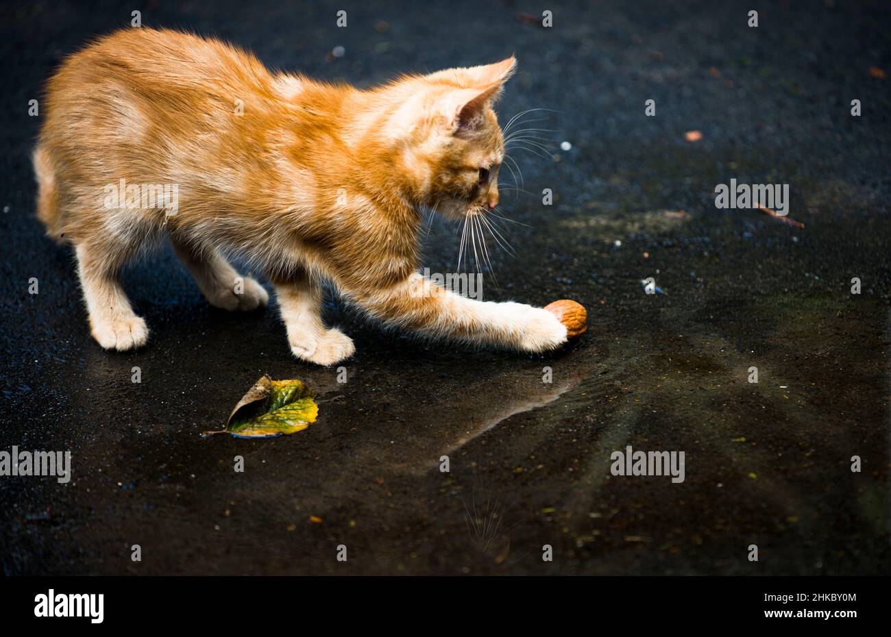 Rotes Kätzchen, das in der Nähe der Pfütze mit einer Walnuss spielt Stockfoto