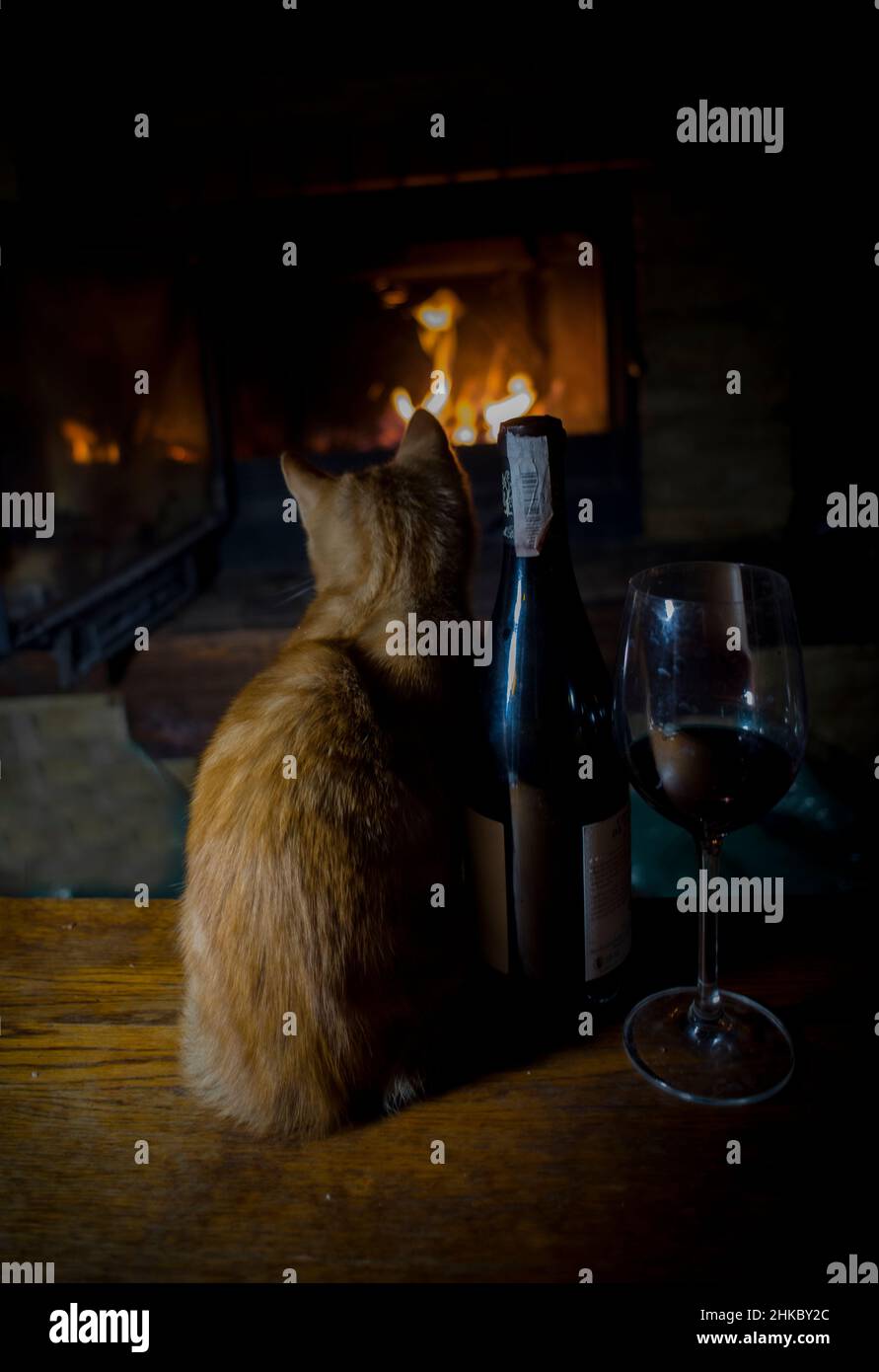 Eine lustige rote Katze in der Nähe des Kamins, mit etwas Wein Stockfoto