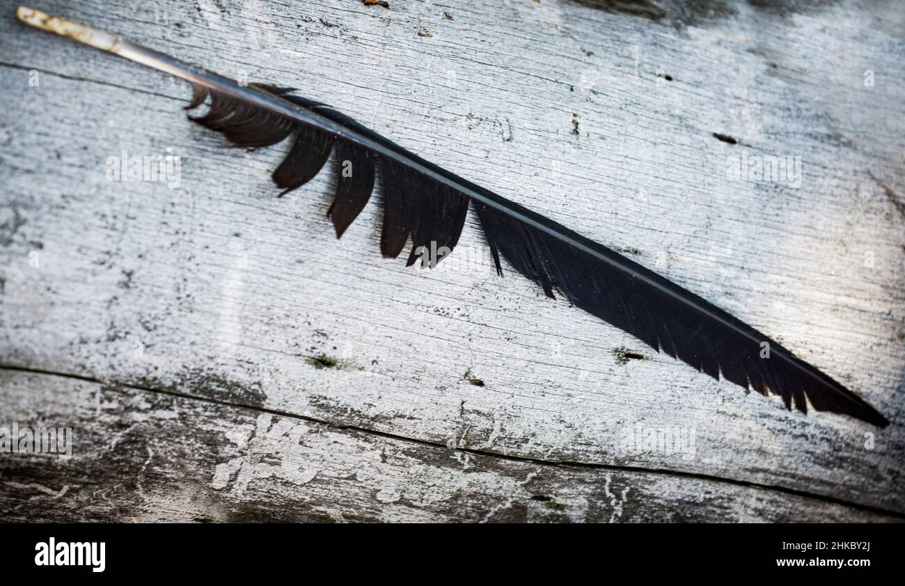 Flügelfeder eines großen Raben, auf der gealterten Holzoberfläche Stockfoto