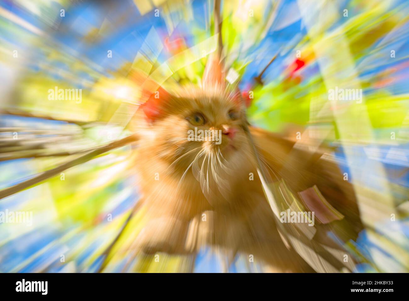 Eine lustige flauschige Katze, mit Zoom Stockfoto