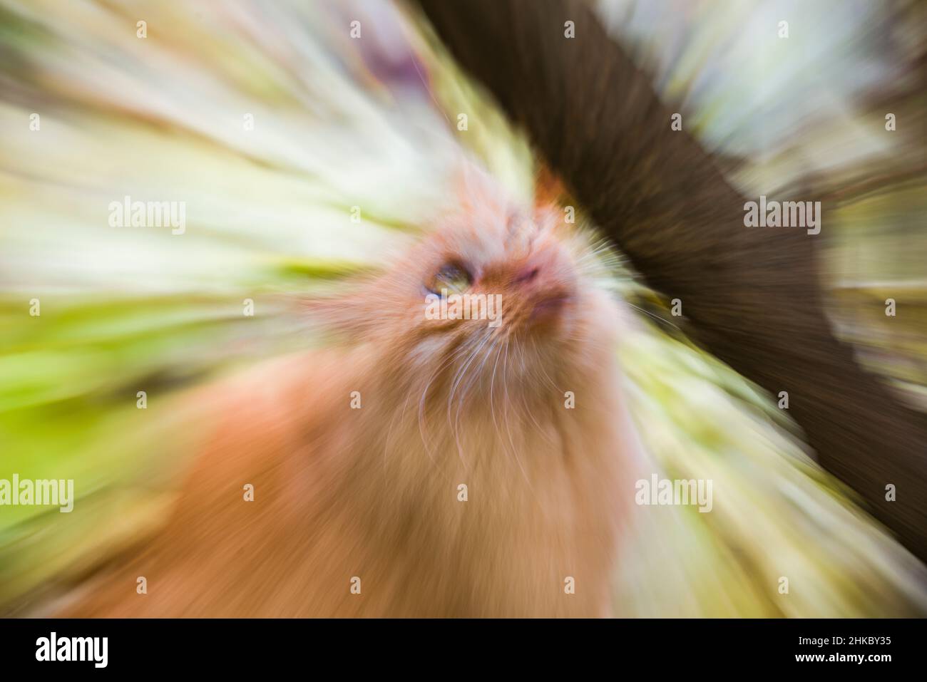 Eine lustige flauschige Katze, mit Zoom Stockfoto