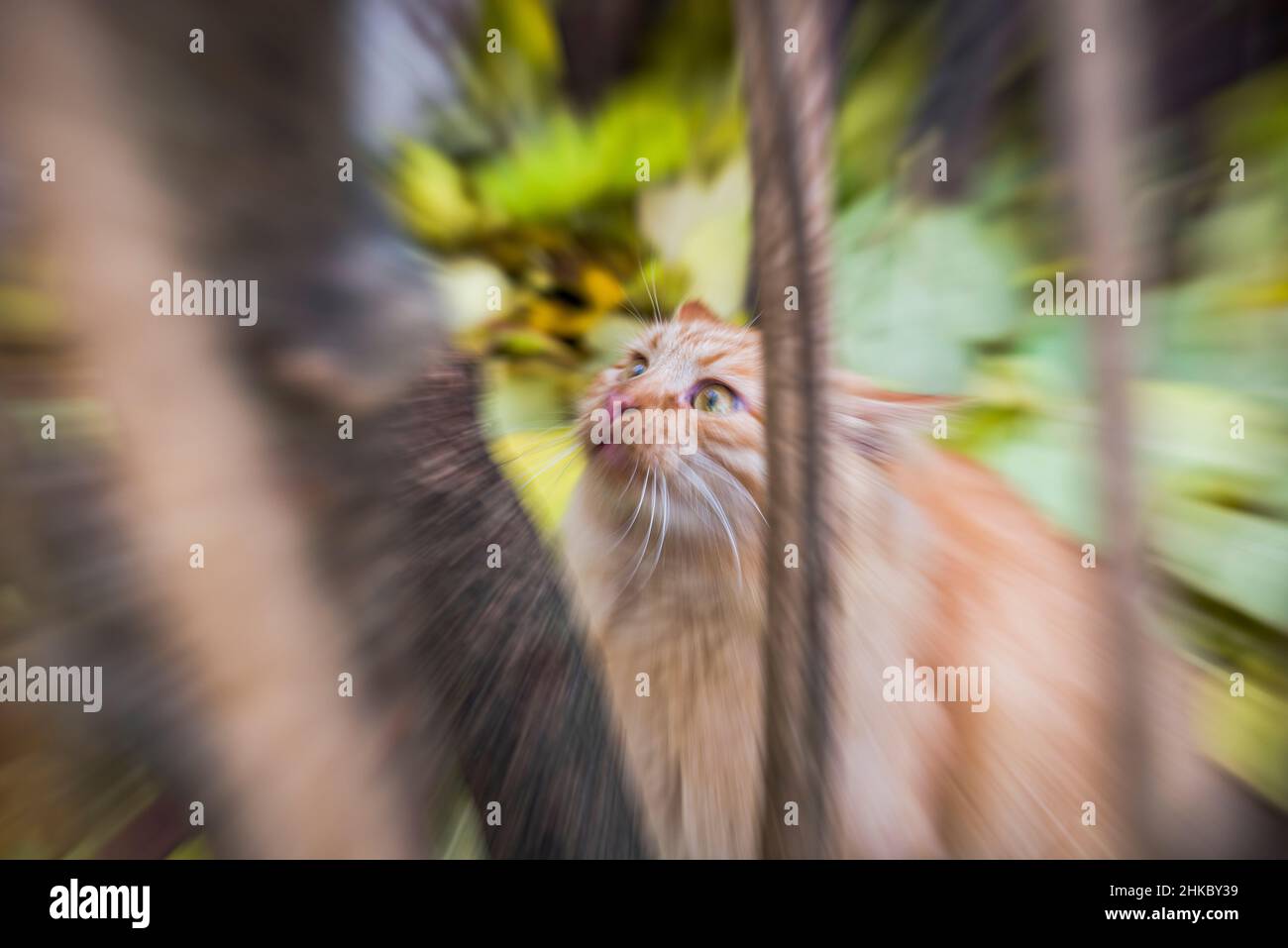 Eine lustige flauschige Katze, mit Zoom Stockfoto