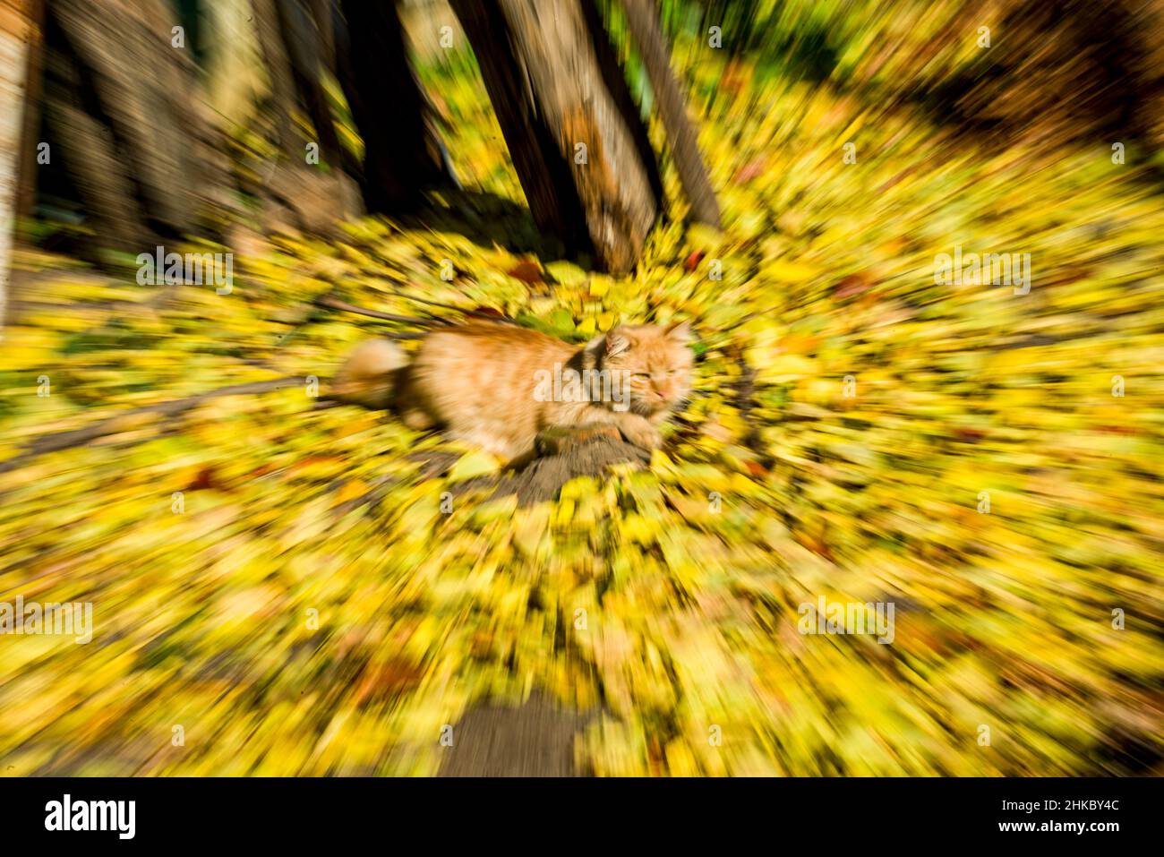 Eine flauschige gelbe Katze, die im Wirbel gelber Blätter konzentriert ist Stockfoto