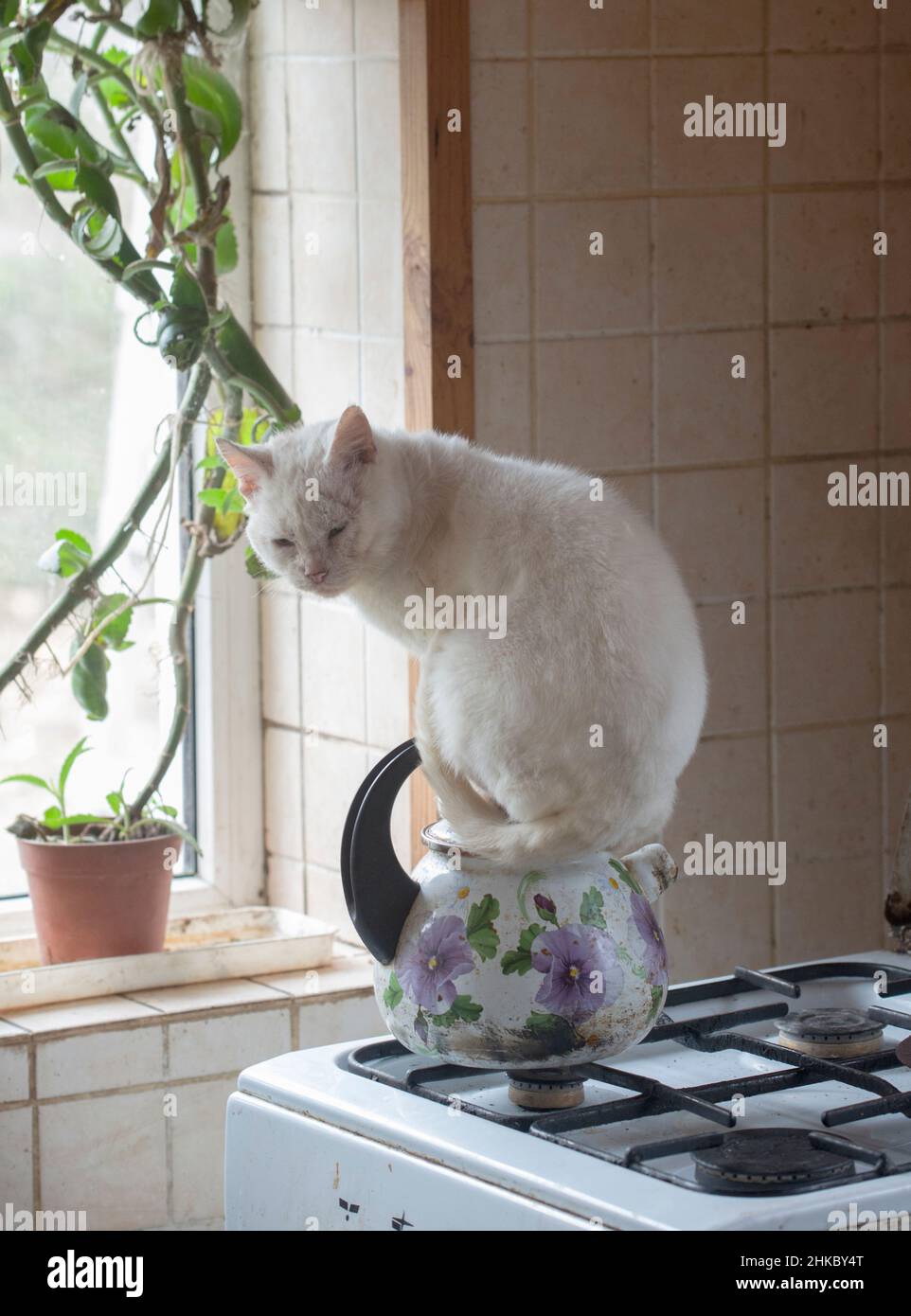 Eine weiße Katze, die sich oben auf dem heißen Teekocher erwärmt Stockfoto