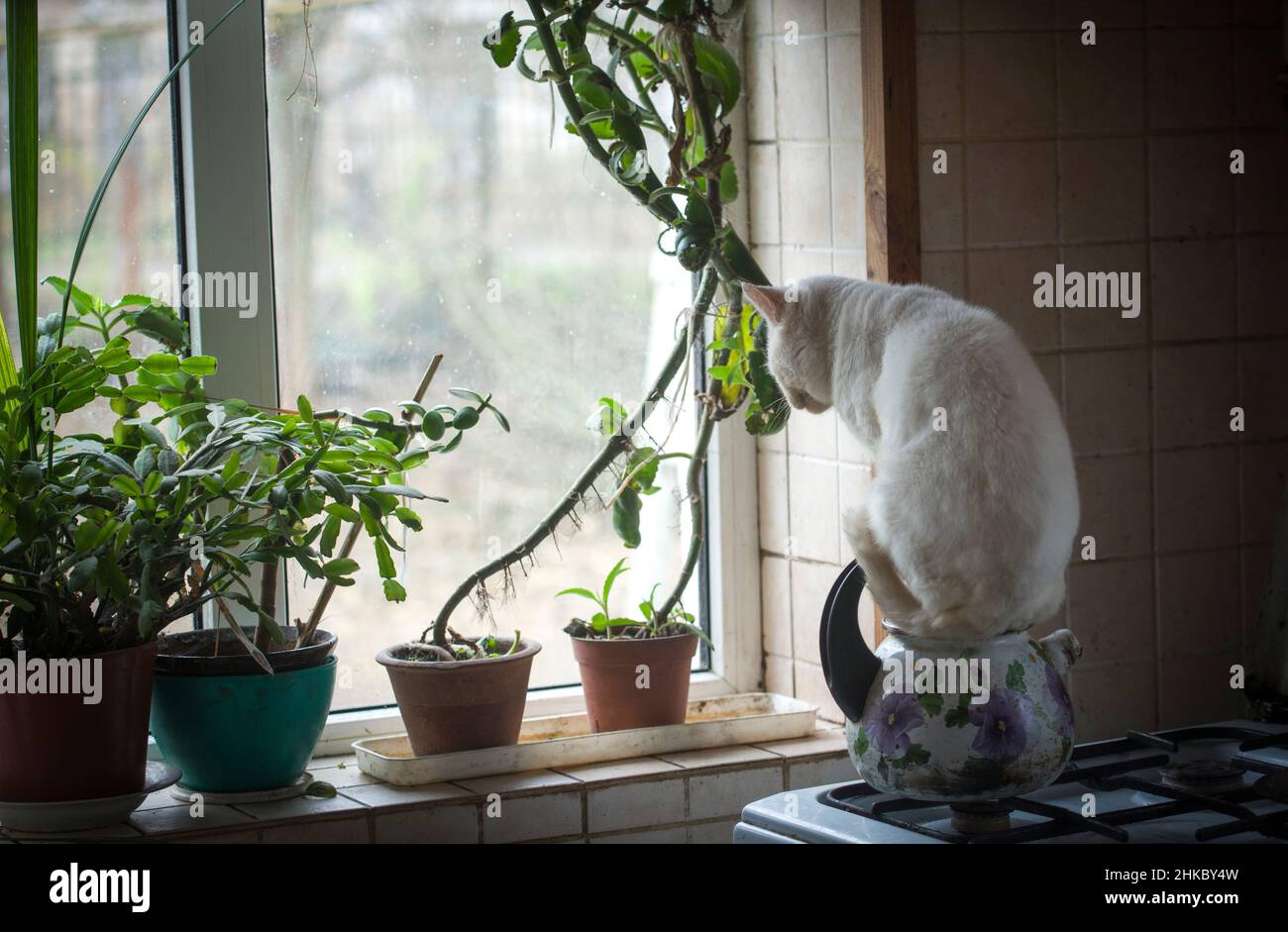 Eine weiße Katze, die sich oben auf dem heißen Teekocher erwärmt Stockfoto