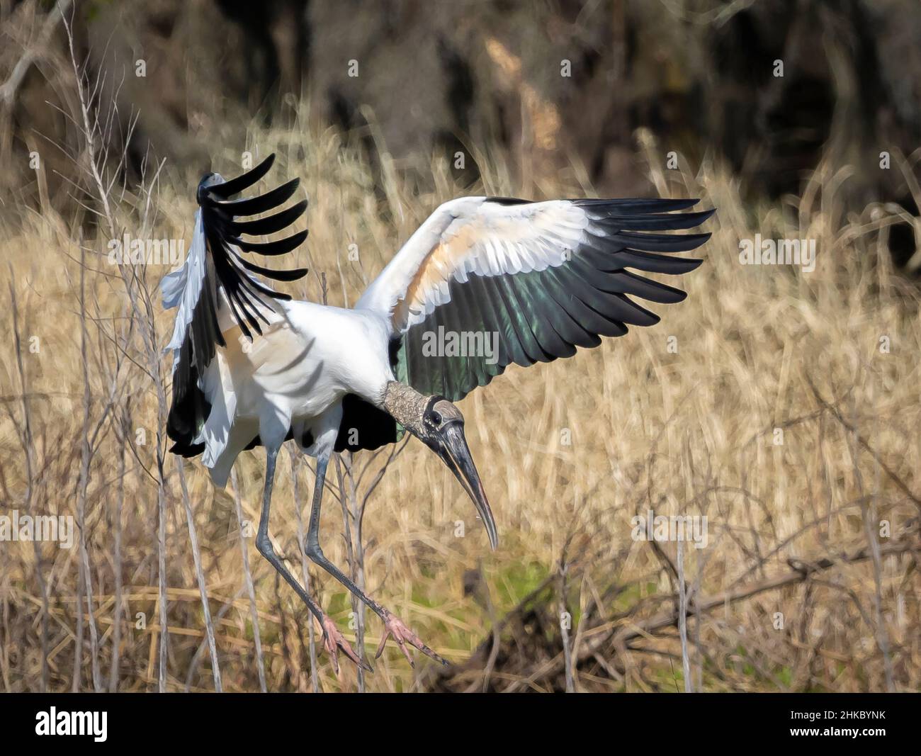 Woodstorks, die für eine Landung im Myakka River State Park in der US-amerikanischen Stadt, Florida, einfliegen Stockfoto