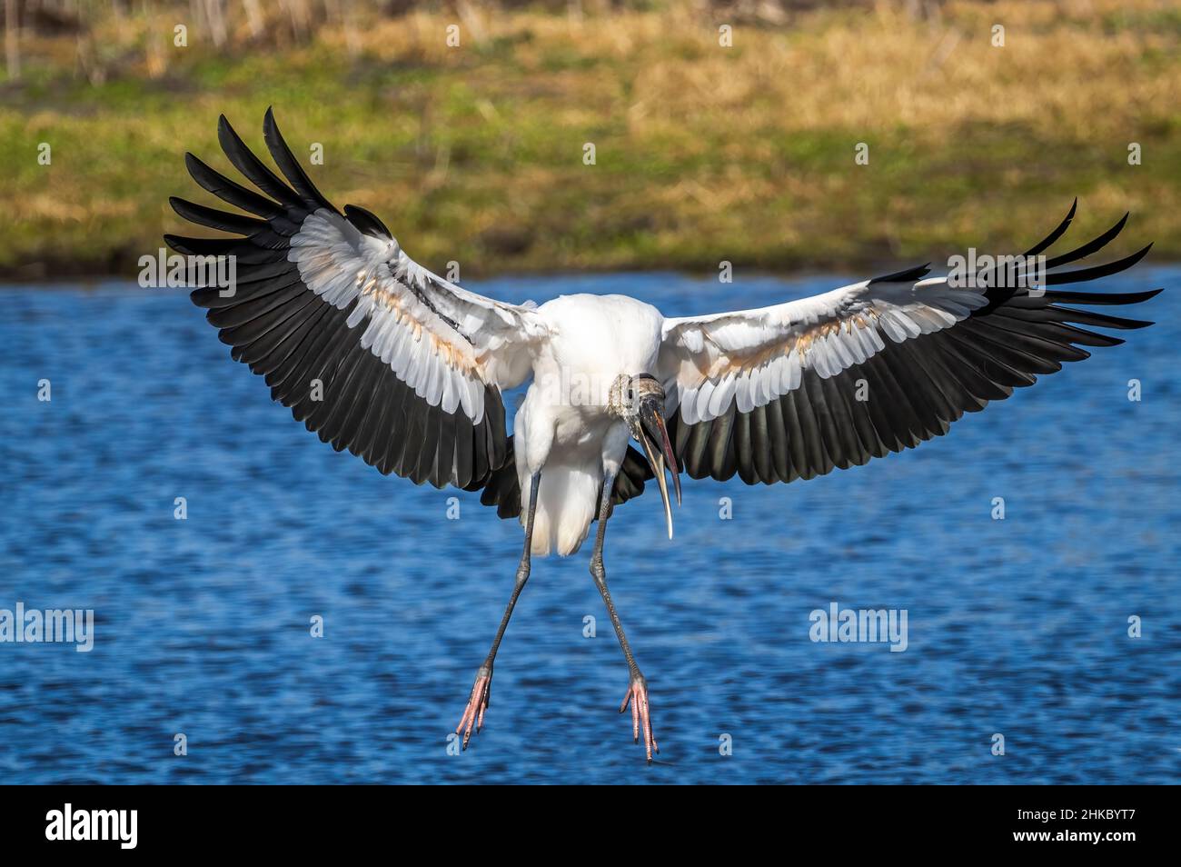 Woodstorks, die für eine Landung im Myakka River State Park in der US-amerikanischen Stadt, Florida, einfliegen Stockfoto