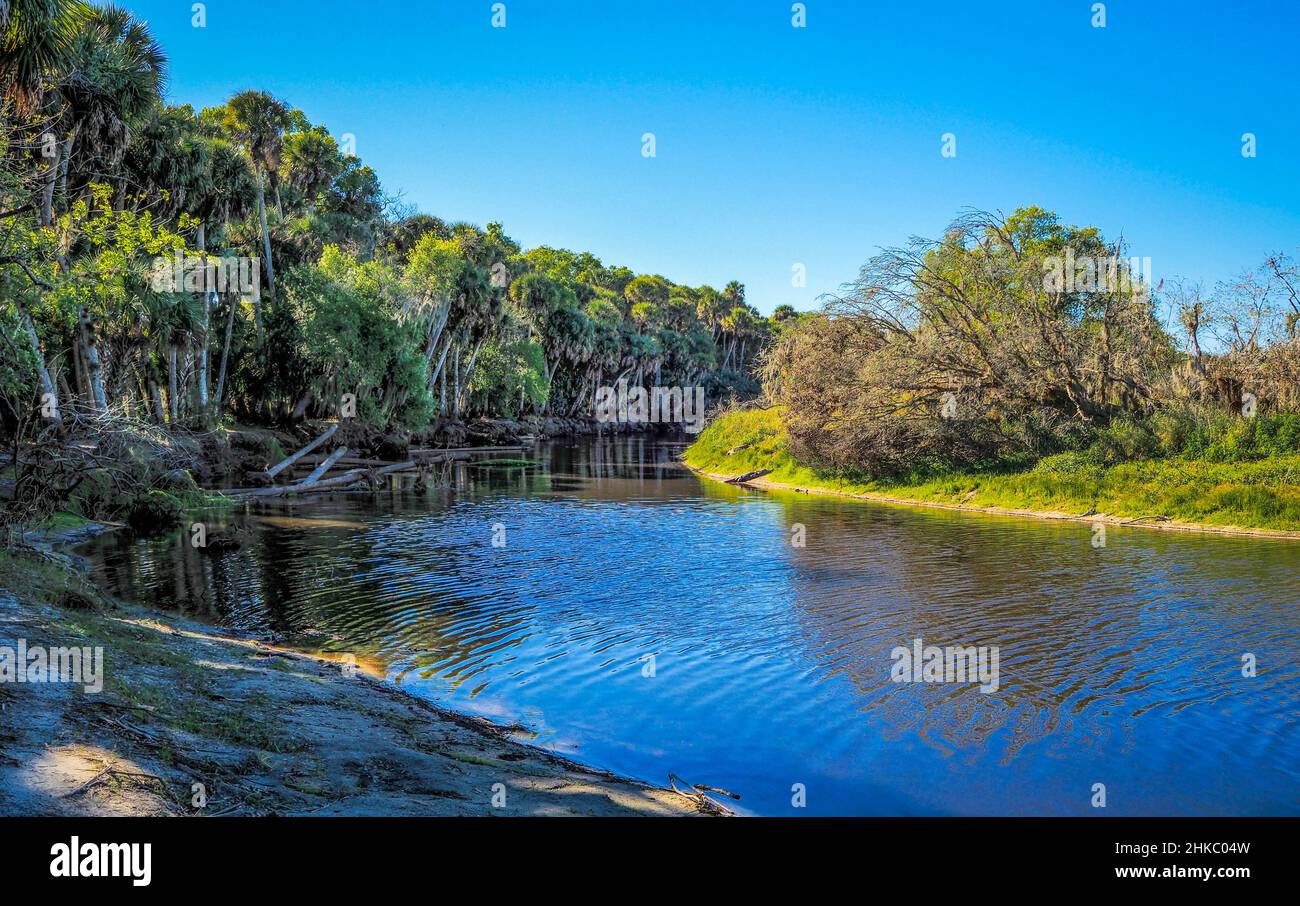 Myakka River an einem sonnigen Tag mit blauem Himmel im Myakka River State Park in der US-amerikanischen Stadt, Florida Stockfoto