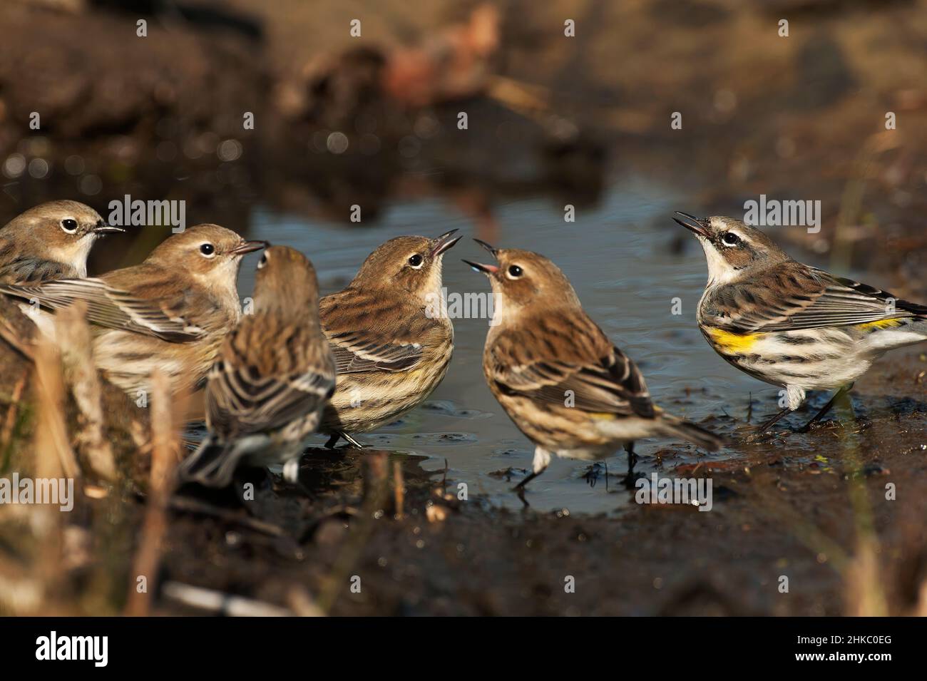 Während der Herbstmigration tranken gelbe Rühlersgardler am Teich Stockfoto
