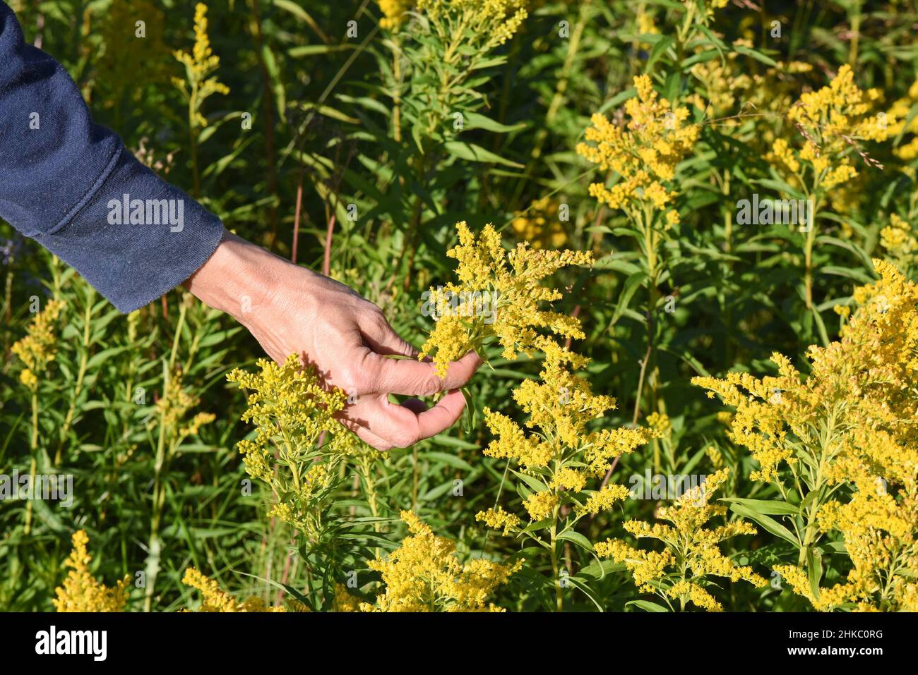 Weibliche Hand pflückt Blumen Stockfoto
