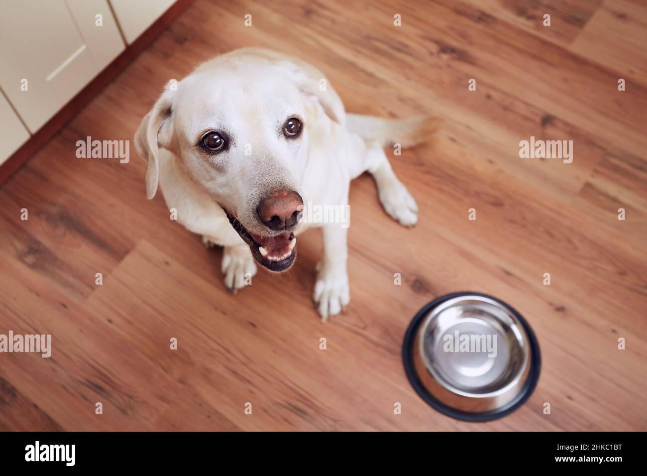 Glücklicher Hund wartet auf Fütterung. Labrador Retriever sitzt neben einer leeren Schüssel in der heimischen Küche. Stockfoto