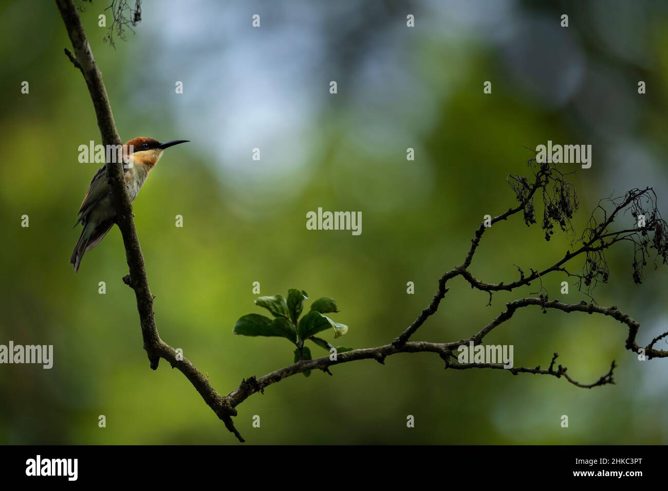 Bienenfresser mit Brustmutter Stockfoto