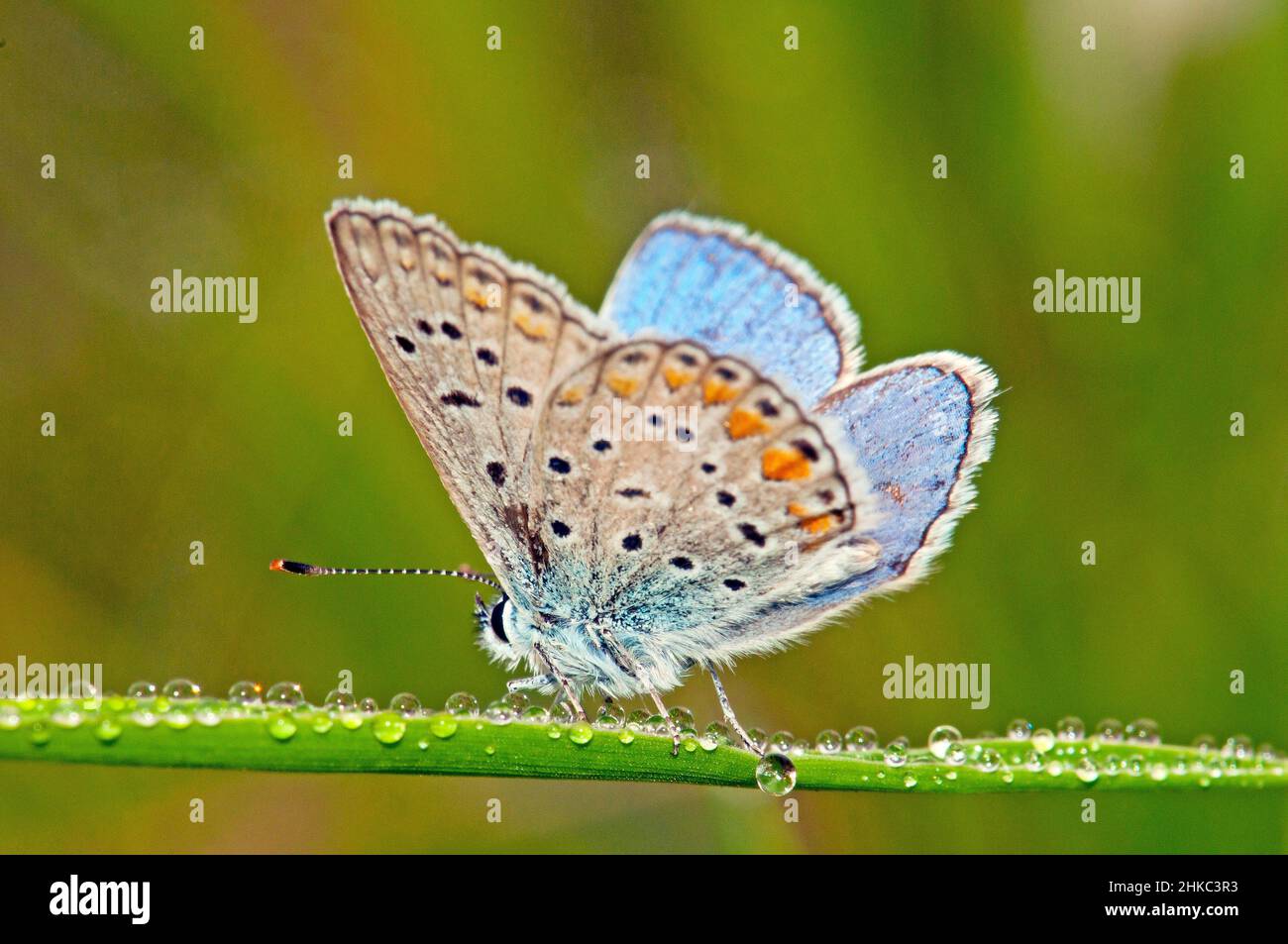 Gemeinsamen blauer Schmetterling, Polyommatus icarus Stockfoto