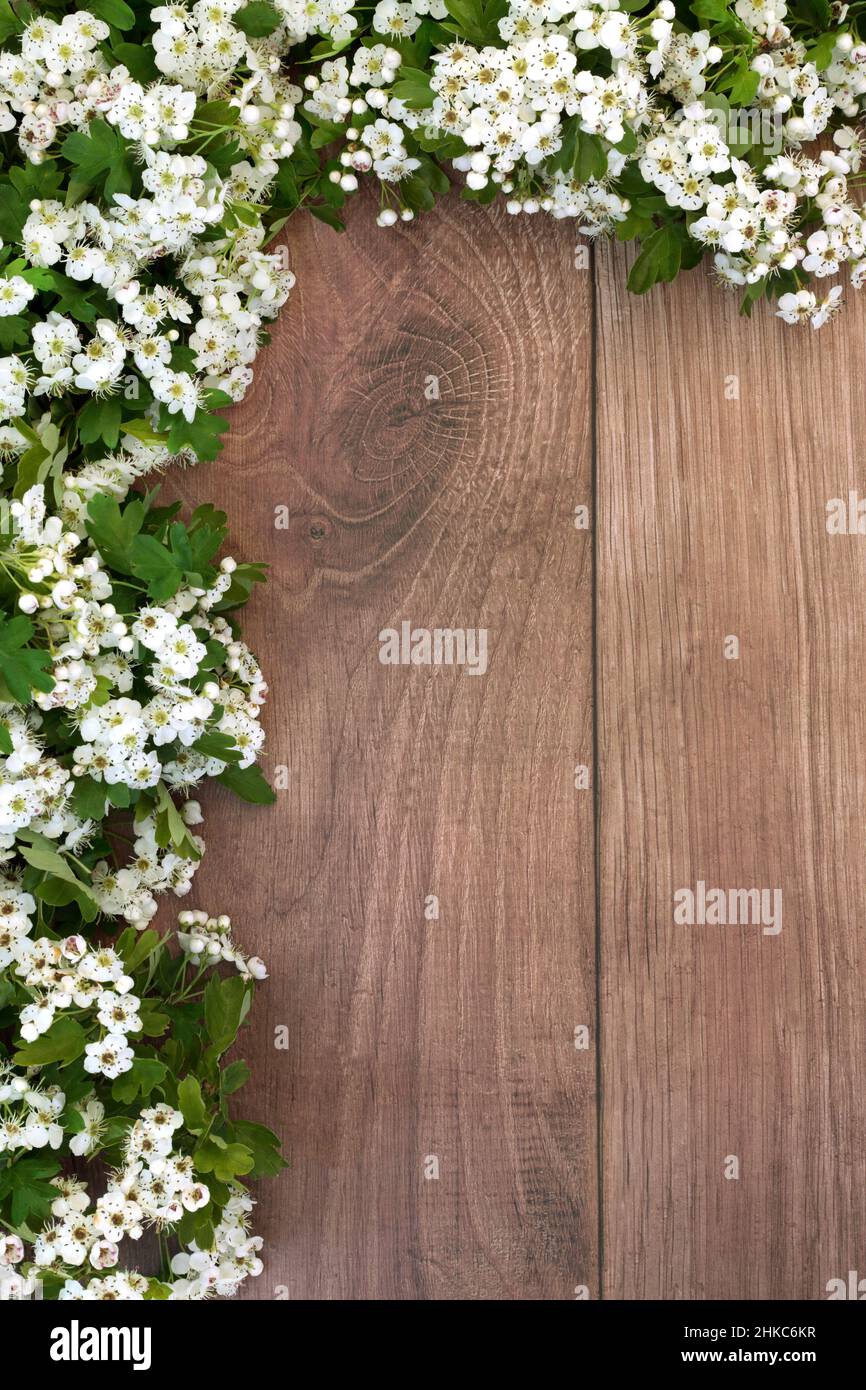 Weißdornblüte Frühling Hintergrund Grenze. Blumen und Blätter, die in der natürlichen Pflanzenmedizin zur Behandlung einer Vielzahl von schweren Herzerkrankungen verwendet werden. Stockfoto