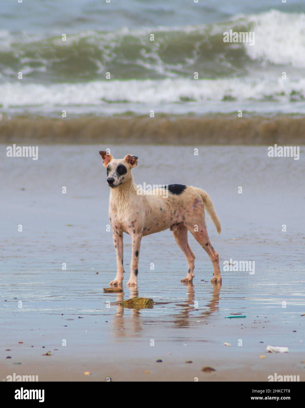 Hund steht im Sand am Strand Stockfoto