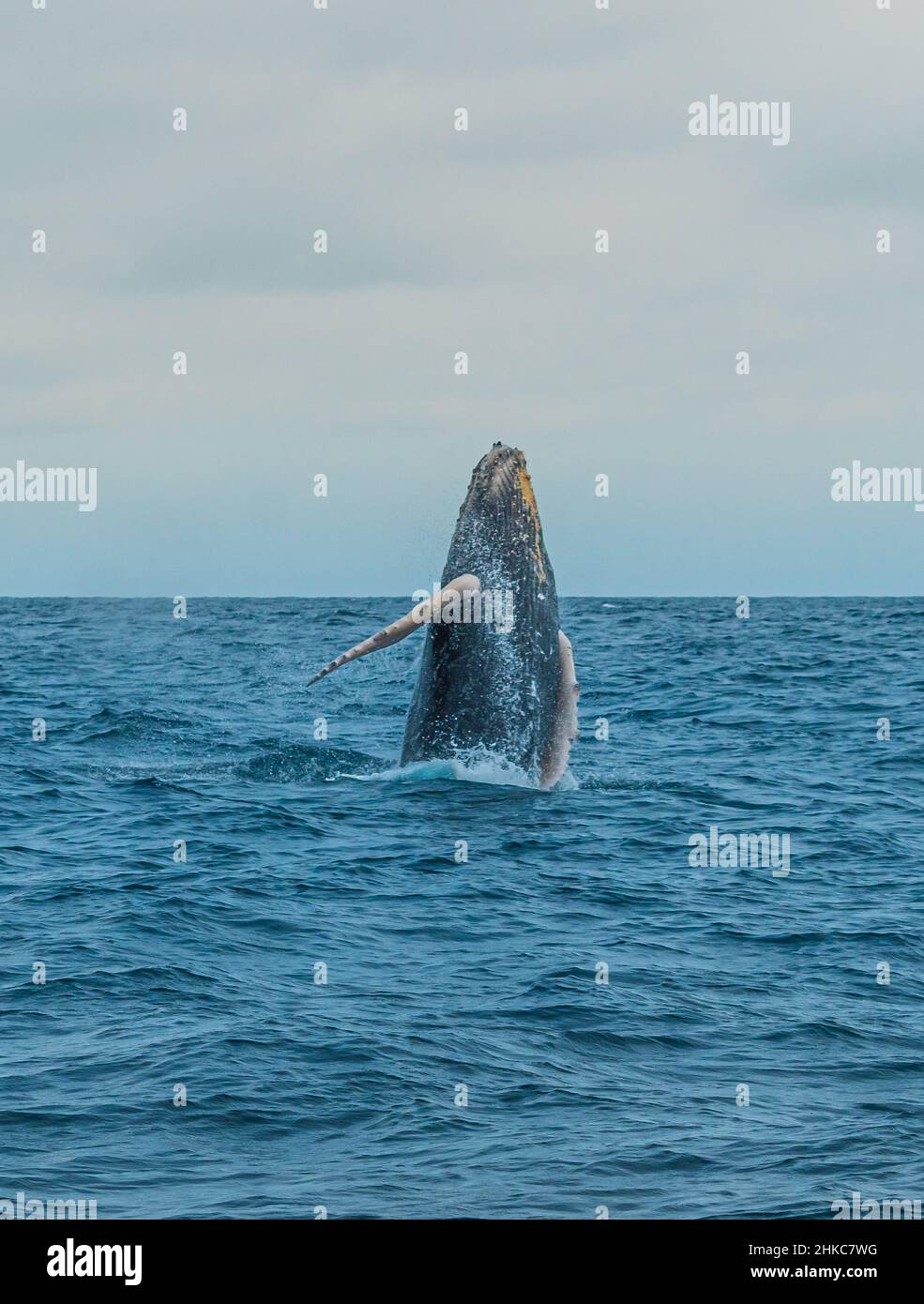 WALE SPRINGEN AUS DEM WASSER Stockfoto