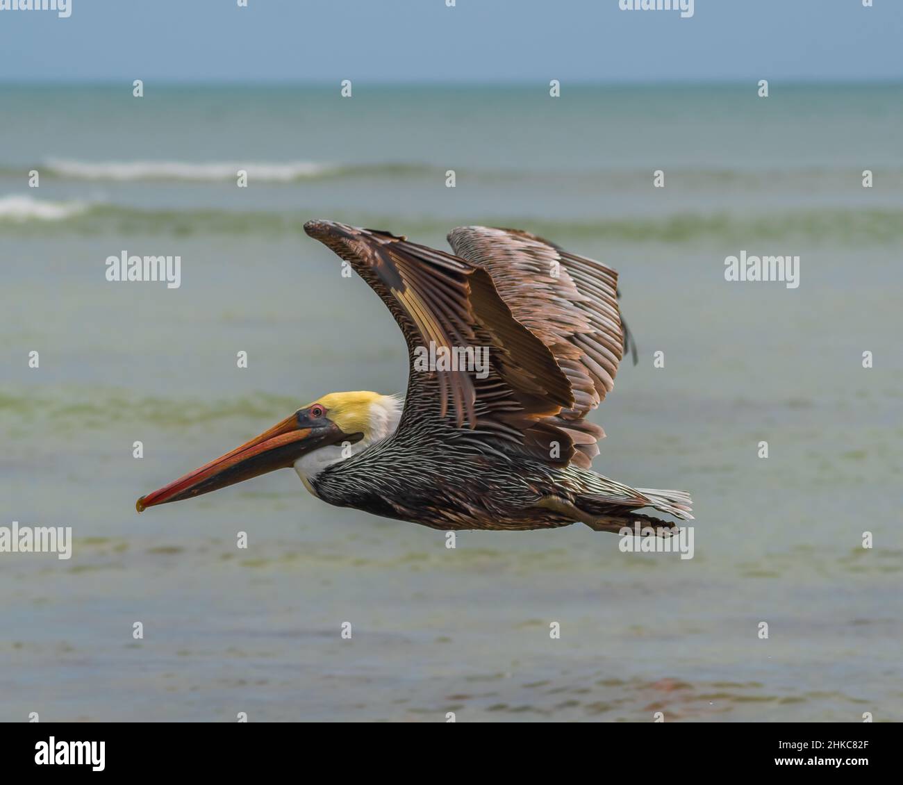 Brauner Pelikan, der alleine über das Meer fliegt Stockfoto Brauner Pelikan, der alleine über das Meer fliegt Stockfoto